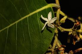 Image result for Diplorhynchus condylocarpon