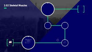 2 02 Skeletal Muscles By Imani Hunter On Prezi