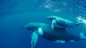 About 100 people can fit in a. Top 12 Facts Of Blue Whales Characteristics Deepoceanfacts Com