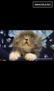 I M Very Sleepy