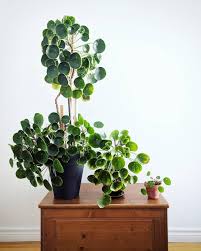 The Sources Of Where To Buy Plants Online With Links To Europe Uk Australia Usa And Canada Plants Indoor Plants Small Indoor Plants