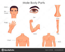 Medical Education Chart Of Biology For Male Body Parts