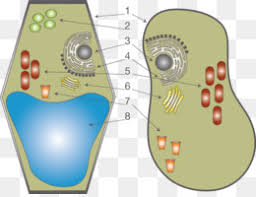 Sel hewan dan sel tumbuhan png. Sel Sel Tanaman Dinding Sel Gambar Png