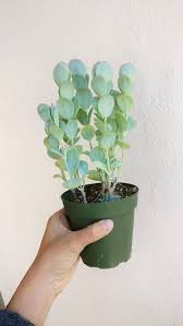 Kalanchoe Panamensis Kalanchoe Marnieriana Haut Vert Etsy Succulents Hanging Plants Pretty Plants