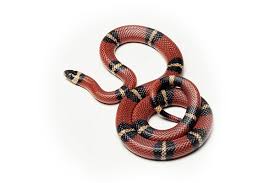 They first strangle the larger snake and then. King Snakes For Sale King Snake California King Snake