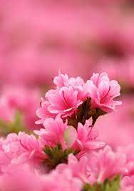 Pink Azalea Flickr Flower Phone Wallpaper Flower Background Wallpaper Beautiful Flowers