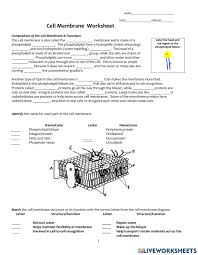 This description about cell membrane structure and functions should help in understanding the working in a better manner. Cell Membrane Worksheet Worksheet