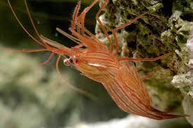 Many reef aquarists have reported success using biopellets to reduce the nitrate and/or phosphate levels in their aquariums since. Let S Talk About Biological Controls Of Aquarium Pests Reef Builders The Reef And Saltwater Aquarium Blog