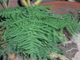 Image result for Asparagus flavicaulis