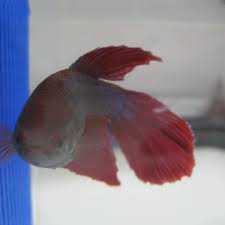 They can probably see their reflections in their tank walls and it'll look different if only because it's a. 15 Common Betta Fish Diseases With Pictures Prevention And Treatment Pethelpful