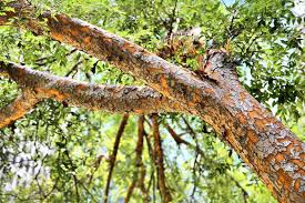 Image result for Ulmus parvifolia