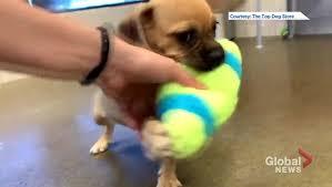 And why pet stores can feel like used car lots. Puggle Puppy Stolen From Calgary Pet Store Recovered Boston Terrier Still Missing Globalnews Ca