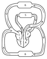 Check spelling or type a new query. Urutan Peredaran Darah Besar Dan Kecil Idschool
