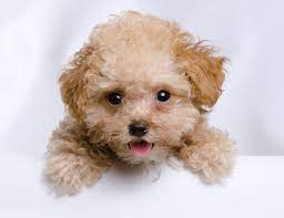 Toy Poodle Breed Guide Info Pictures Care More Pet Keen