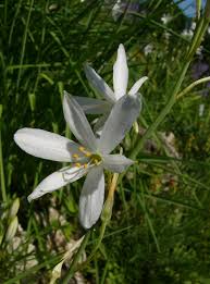 Image result for Anthericaceae