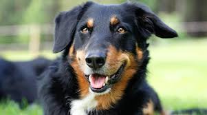 The border collie german shorthaired pointer mix, is a mixed breed dog resulting from breeding the border collie and the german shorthaired pointer. Border Collie Mixes 30 Different Crossbreeds With Pictures