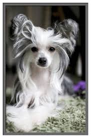 Where to buy long hair dogs for sale? 55 Chinese Crested Dogs Ideas Chinese Crested Dog Chinese Crested Dogs
