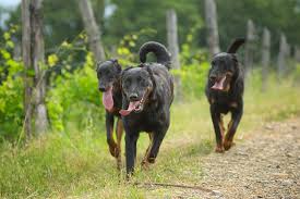 Beauceron puppies for sale france. Beauceron Dog Breed Information