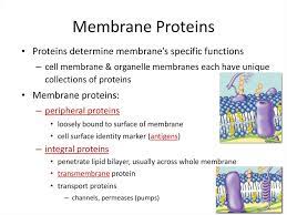 Cell Membrane Fluid Mosaic Online Presentation