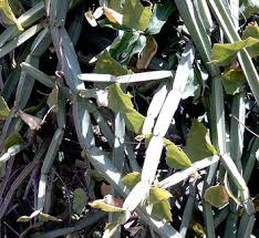 Image result for Cissus crusei