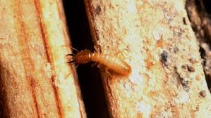 Pest control costs also depend on the type of infestation you have on your property, the property size, and other such factors. How Does Fumigation Work Angi