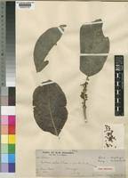 Image result for Multidentia crassa