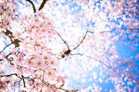 Gratis untuk komersial, bebas hak cipta. Sakura Wallpapers Top Free Sakura Backgrounds Wallpaperaccess