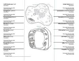 Animal cells lack the hard cell wall and chloroplasts that are present in plant cells. Animal Cell Function Organizer Worksheets Teaching Resources Tpt