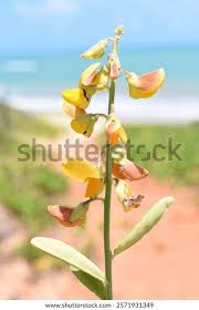 Image result for Crotalaria caudata