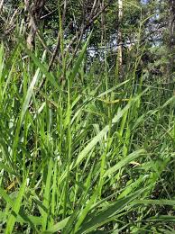 Image result for Urochloa eminii