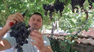 Image result for pruning grapes on a pergola
