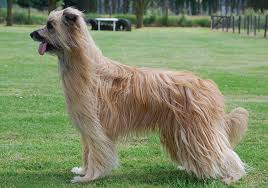 The shetland sheepdog, or sheltie, is a small, active dog with a penchant for barking and a heart full of their beautiful long coats require hours of regular grooming, so be prepared for a lot of bonding time with. Pyrenean Sheepdog Longhaired Breeds