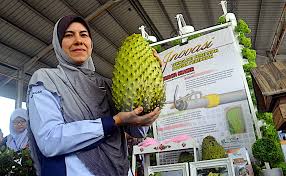 Buah durian belanda baru baru ini banyak dimanfaatkan menjadi jus. Teknologi Muricata Shaker Bantu Pendebungaan Durian Belanda