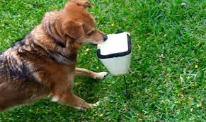 Body Language Study Fear And What Else Eileenanddogs Dog Body Language Body Language Dog Behavior