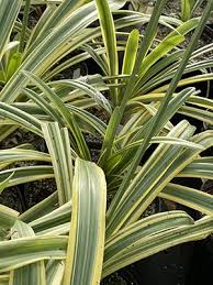 Image result for Agapanthus praecox