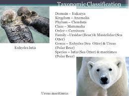 Phylum Chordata Sea Otters And Polar Bears Kellsie M Rachel R Ppt Download