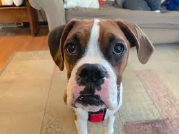 We want to help walk you through the puppyhood journey. Some Creative Ways To Exercise A Boxer Puppy Indoors Dog Gone Problems