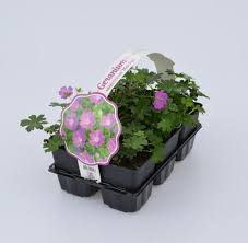 Image result for Geranium sanguineum Max Frei