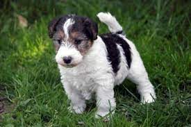 foxterrier of fair play fox terrier foxterrier welpen drahthaar foxterrier