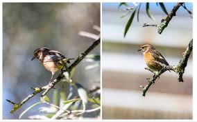 Maybe you would like to learn more about one of these? Aves Y Pajaros Por Los Caminos La Tarabilla