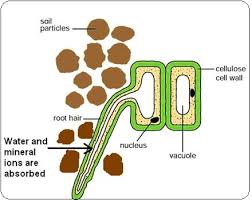 Animal cells contain the following features cell wall: What Is A Specialized Cell And What Is An Unspecialized Cell Socratic
