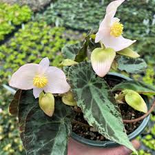 Image result for Begonia scutifolia
