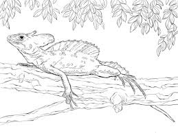 Basilisk Lizard Coloring Pages Free Coloring Pages Coloring Pages Free Coloring Pages Basilisk Lizard