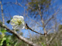 pin by miao miao on miaophoto plants photo