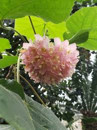 Image result for Dombeya lastii