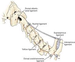 We did not find results for: Arthrology Veterian Key