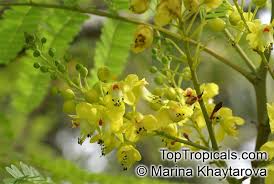 Image result for Caesalpinia sappan