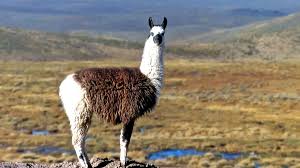 Image result for llama