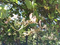 Image result for Scleria hispidula