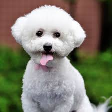 What is the cutest small dog breed? 15 Small White Dog Breeds Little White Dog Breeds